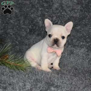 Holly, French Bulldog Puppy