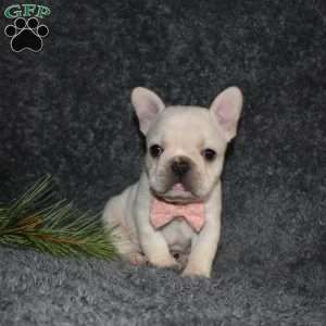 Holly, French Bulldog Puppy