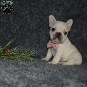 Holly, French Bulldog Puppy