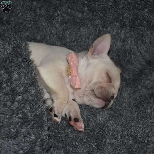 hazel, French Bulldog Puppy