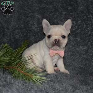 hazel, French Bulldog Puppy