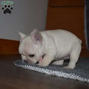 hazel, French Bulldog Puppy