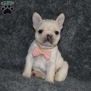 hazel, French Bulldog Puppy