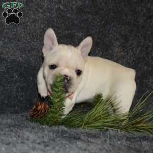 hazel, French Bulldog Puppy