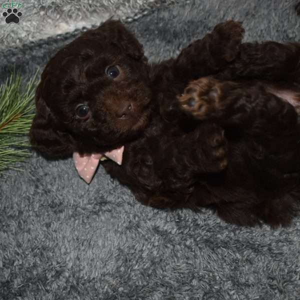 Paisley, Toy Poodle Puppy