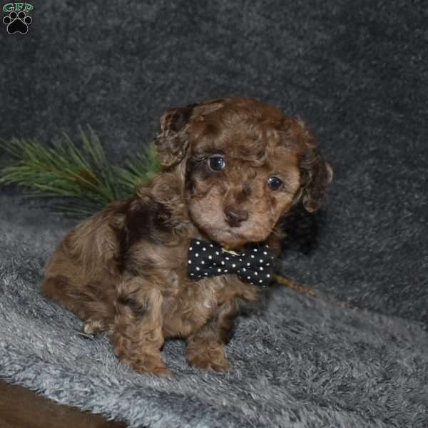 Picket, Toy Poodle Puppy