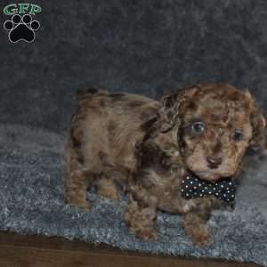 Picket, Toy Poodle Puppy