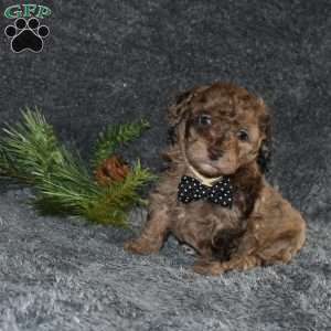 Picket, Toy Poodle Puppy