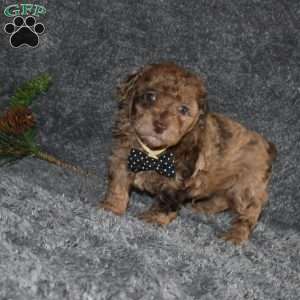 Picket, Toy Poodle Puppy