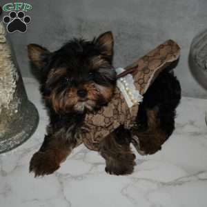 America, Yorkie Puppy