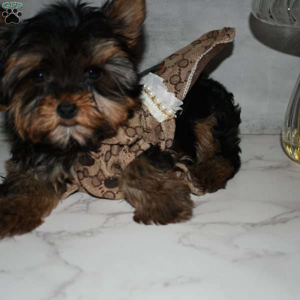 America, Yorkie Puppy