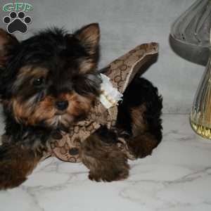 America, Yorkie Puppy