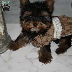 America, Yorkie Puppy