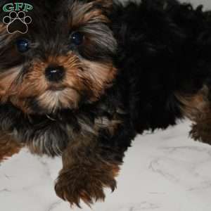 America, Yorkie Puppy