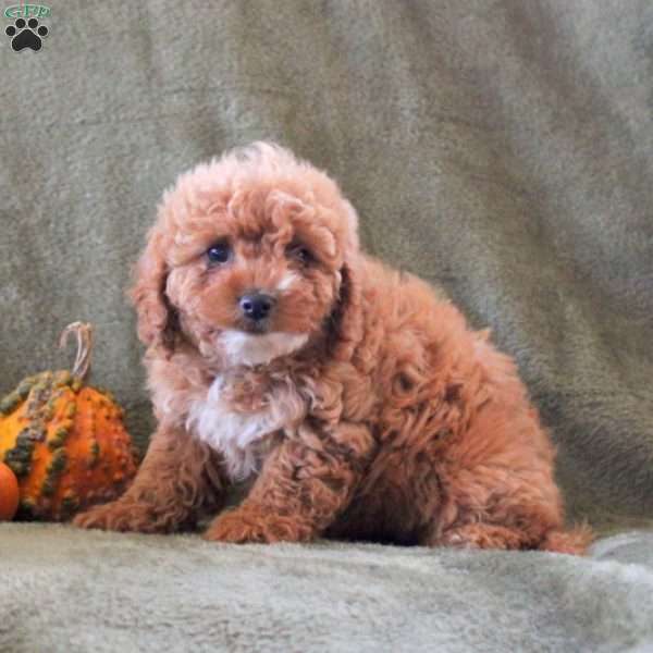 Daffodil, Cavapoo Puppy