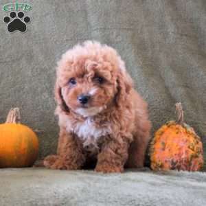 Daffodil, Cavapoo Puppy