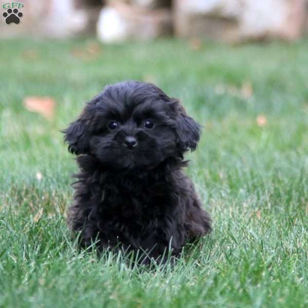 Dahlia, Shih-Poo Puppy