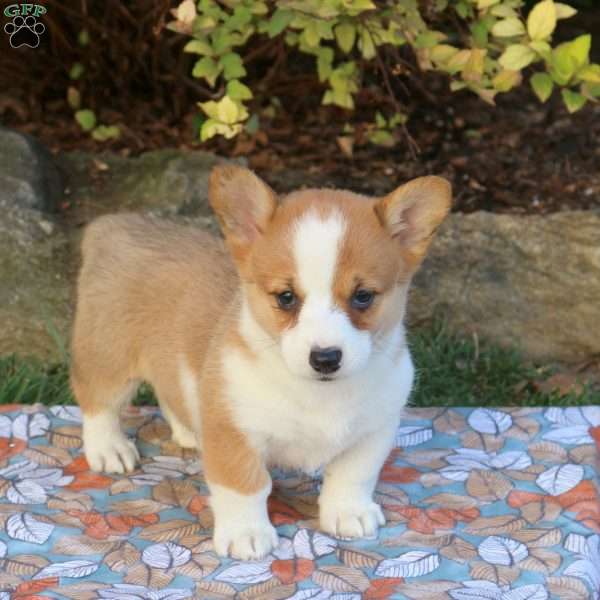 Daisy, Pembroke Welsh Corgi Puppy