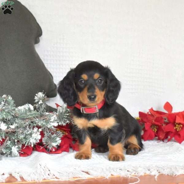 Daisy, Dachshund Puppy