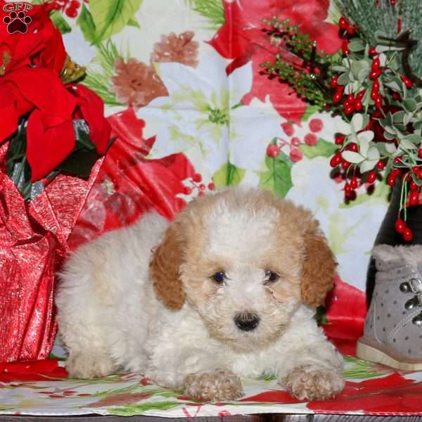 Daisy, Miniature Poodle Mix Puppy