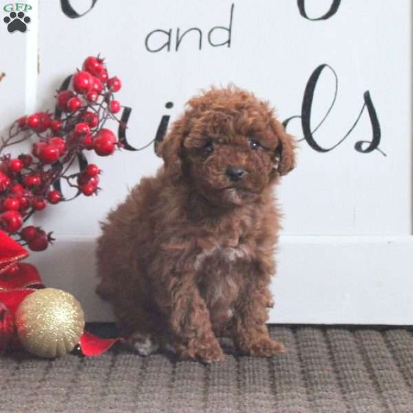 Daisy, Toy Poodle Puppy