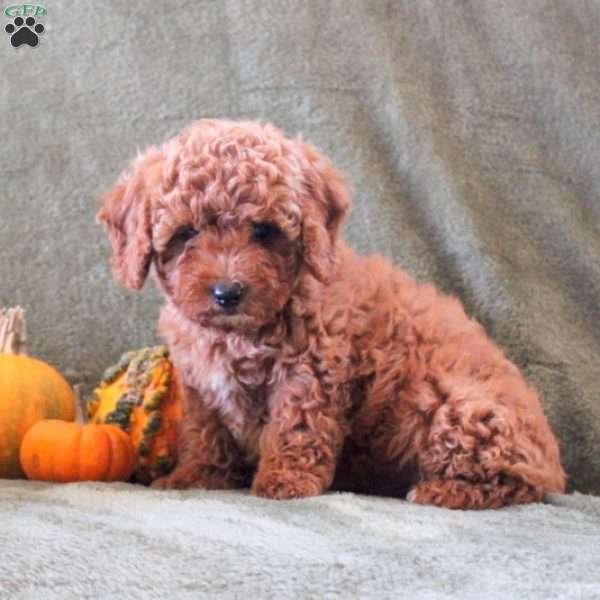 Daisy, Cavapoo Puppy