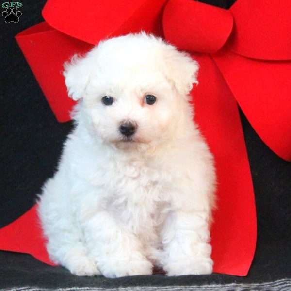 Daisy, Bichon Frise Puppy