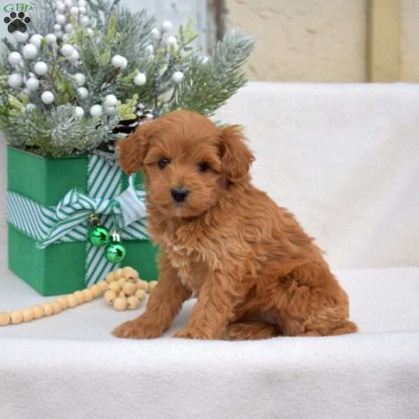 Daisy, Mini Labradoodle Puppy