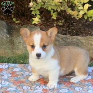 Daisy, Pembroke Welsh Corgi Puppy