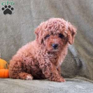 Daisy, Cavapoo Puppy