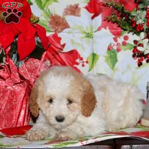 Daisy, Miniature Poodle Mix Puppy