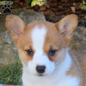 Daisy, Pembroke Welsh Corgi Puppy