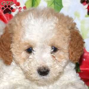 Daisy, Miniature Poodle Mix Puppy