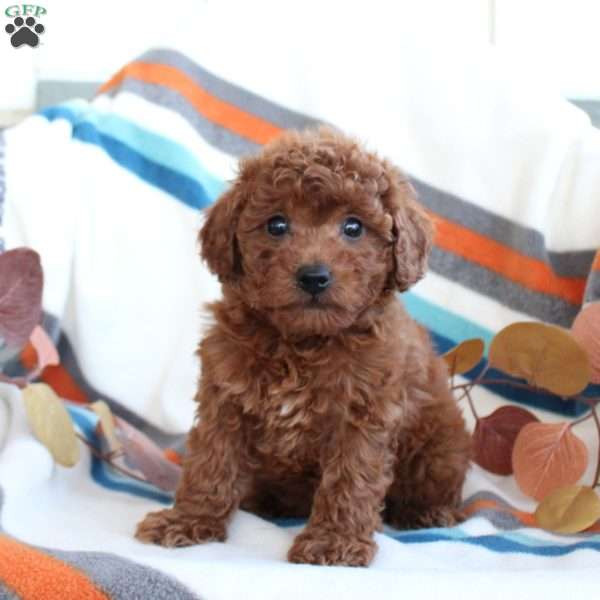 Daisy, Toy Poodle Puppy