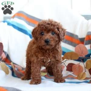 Daisy, Toy Poodle Puppy