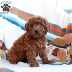 Daisy, Toy Poodle Puppy