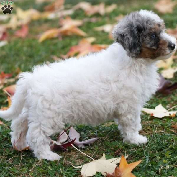 Daisy, Mini Sheepadoodle Puppy