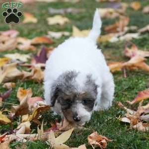 Daisy, Mini Sheepadoodle Puppy