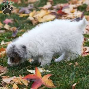 Daisy, Mini Sheepadoodle Puppy