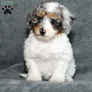 Daisy, Mini Sheepadoodle Puppy