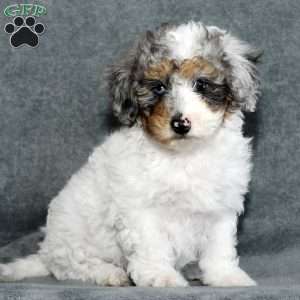 Daisy, Mini Sheepadoodle Puppy