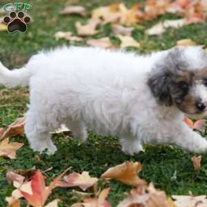 Daisy, Mini Sheepadoodle Puppy