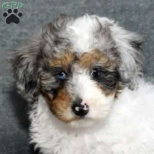 Daisy, Mini Sheepadoodle Puppy