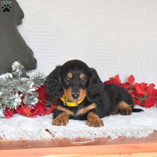 Dakota, Dachshund Puppy