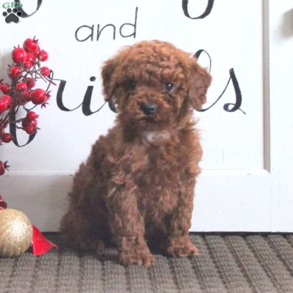 Dakota, Toy Poodle Puppy