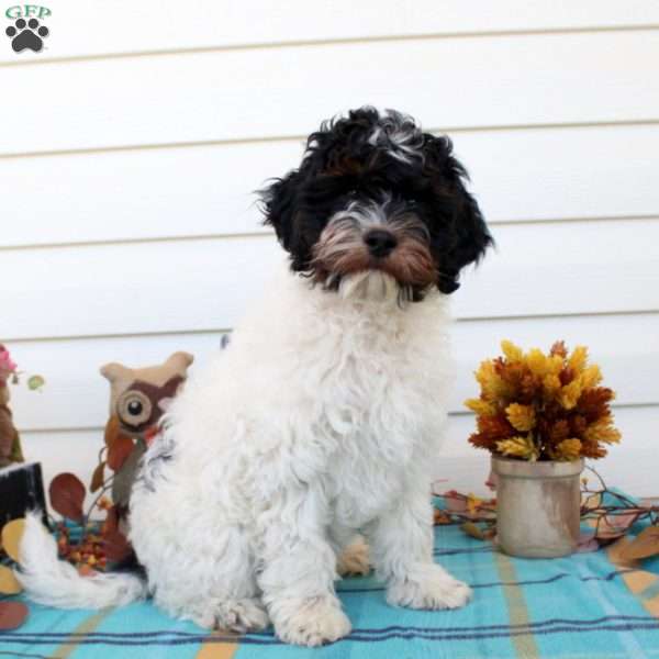 Dakota, Cockapoo Puppy