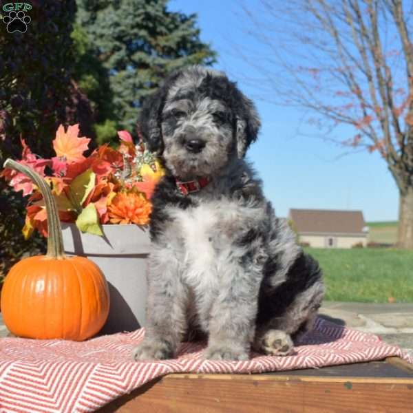 Dallas, Rottie-Poo Puppy