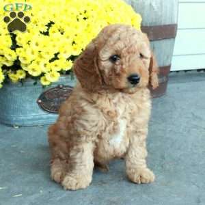 Dallas, Mini Goldendoodle Puppy