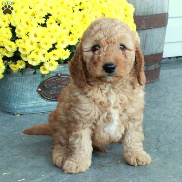 Dallas, Mini Goldendoodle Puppy