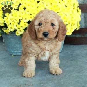 Dallas, Mini Goldendoodle Puppy